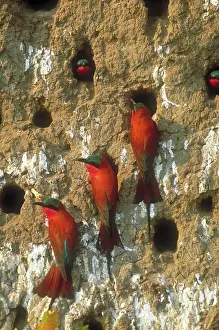 Insectivorous: Southern carmine bee-eaters