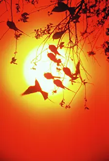 Eaters: Southern carmine bee-eaters
