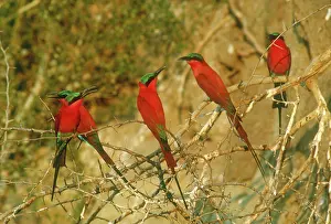 Thorns: Southern carmine bee-eaters