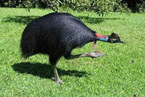 Cassowaries: Southern Cassowary