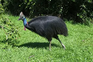 Cassowaries: Southern Cassowary