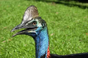 Cassowaries: Southern Cassowary
