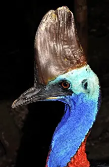 Casuarius: Southern Cassowary