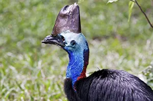 Wattled: Southern Cassowary