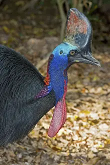 Wattled: Southern Cassowary