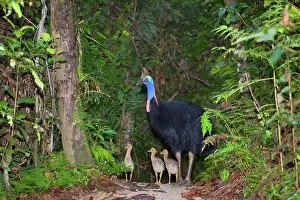 Amidst: Southern Cassowary - adult male and three of his