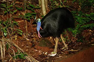 Cassowaries: Southern cassowary, adult male