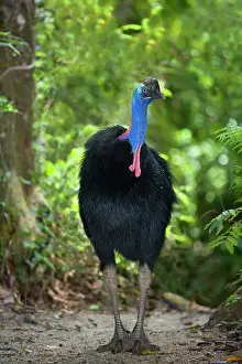 Amidst: Southern Cassowary - adult male stands amidst tropical
