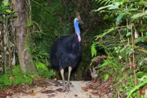Amidst: Southern Cassowary - adult male stands amidst tropical