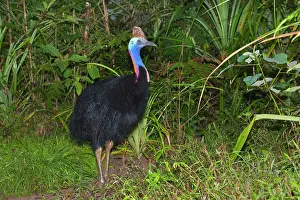 Amidst: Southern Cassowary - adult male stands amidst tropical