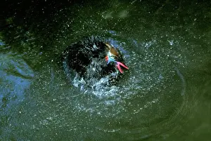 Cassowaries: Southern Cassowary - bathing