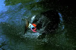 Cassowaries: Southern Cassowary (Casuarius casuarius) bathing