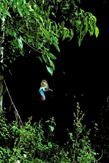 Cassowaries: Southern Cassowary (Casuarius casuarius) only casque