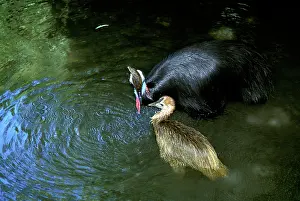Cassowaries: Southern Cassowary (Casuarius casuarius) and chick, bathing
