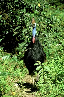 Cassowaries: Southern Cassowary (Casuarius casuarius) An endangered