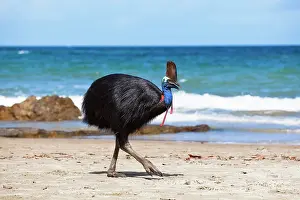 Bodies: Southern Cassowary (Casuarius Casuarius), female