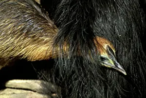 Cassowaries: Southern Cassowary (Casuarius casuarius) four-month