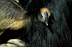 Cassowaries: Southern Cassowary (Casuarius casuarius) four-month