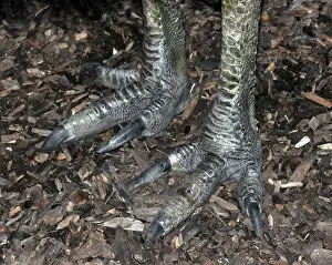 Casuarius: Southern Cassowary - close up of feet