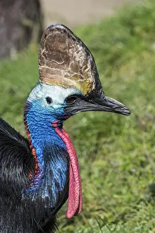 Indonesian: Southern cassowary, double-wattled cassowary, Australian