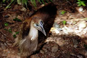 Cassowaries: Southern cassowary, first year juvenile