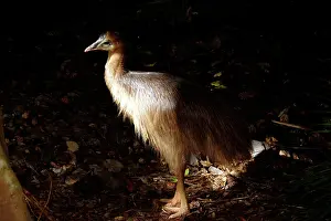 Cassowaries: Southern cassowary, first year juvenile