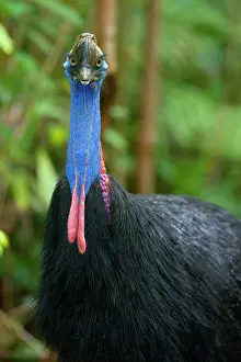 Amidst: Southern Cassowary - frontal portrait of an adult
