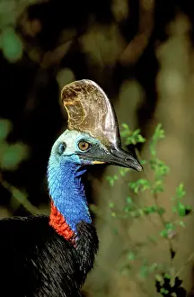 Cassowaries: Southern Cassowary - Male in tropical rainforest