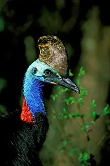 Cassowaries: Southern Cassowary - Male in tropical rainforest