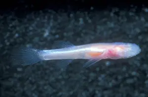 Subterraneus: Southern Cave Fish