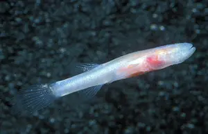 Subterraneus: Southern Cave Fish
