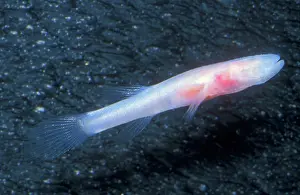 Subterraneus: Southern Cave Fish