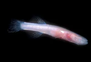 Subterraneus: Southern Cave Fish