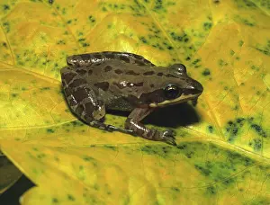 Chorus: Southern Chorus Frog