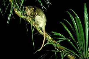 Cuscus: Southern common cuscus (Phalanger intercastellanus)