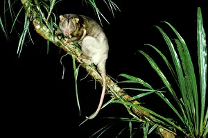 Cuscus: Southern Common Cuscus - On tree branch