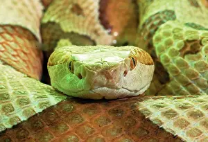 Deadly: Southern Copperhead