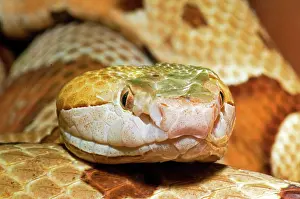Deadly: Southern Copperhead