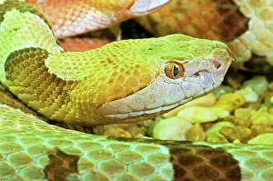 Deadly: Southern Copperhead