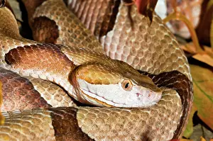 Copperhead: Southern Copperhead
