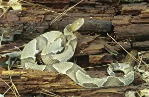 Oklahoma: Southern Copperhead