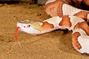 Northcott: Southern Copperhead, Agkistrodon contortrix