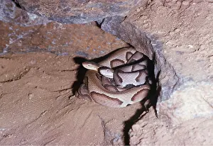 Kenneth Hoyle: Southern Copperhead SNAKE