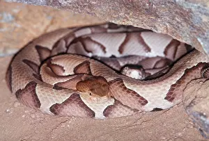 Kenneth Hoyle: Southern Copperhead SNAKE - Coiled