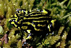 Corroboree: Southern Corroboree Frog