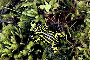 Southern Corroboree Frog