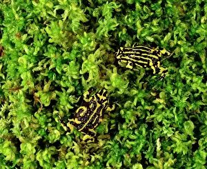 Corroboree: Southern Corroboree Frog
