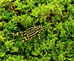 Southern Corroboree Frog