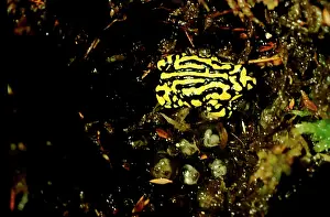 Highly: Southern corroboree frog - with embryos in large