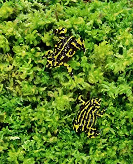 Sphagnum: Southern Corroboree Frog - Lives in sphagnum moss